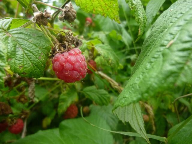 Himbeere