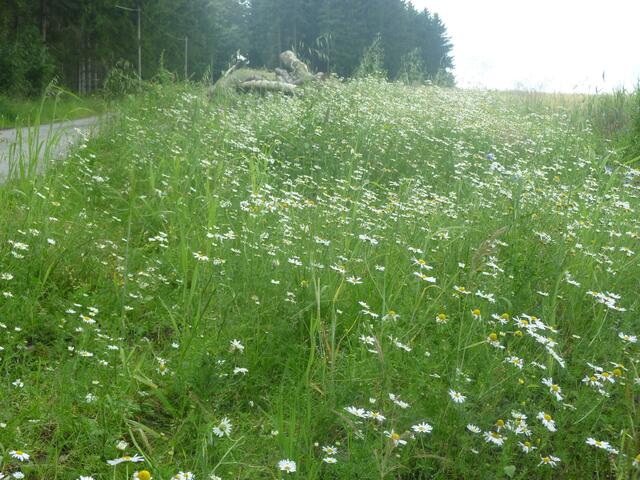 Acker-Hundskamille