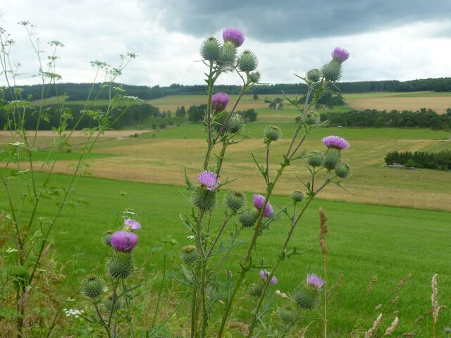 Distel