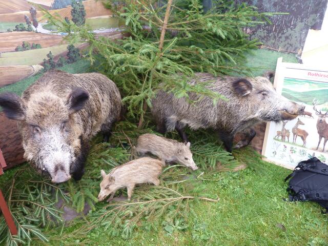 Ausgestopfte Wildschweine waren, unter anderem hier bei den Jägern zu sehen.