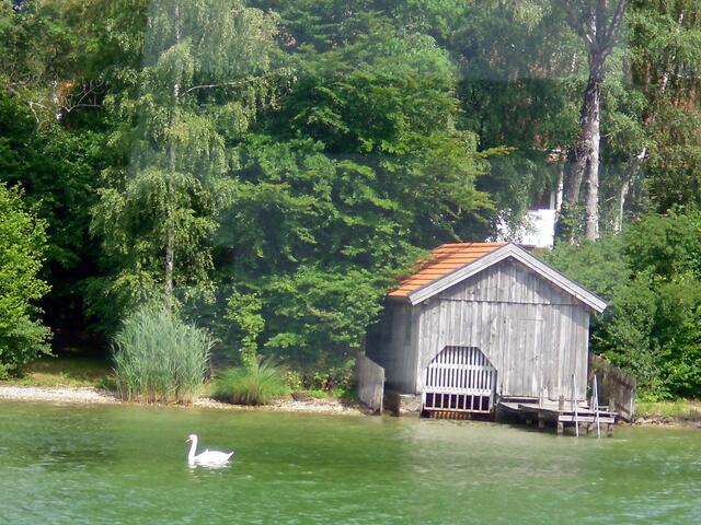 Ein weißer Schwan...