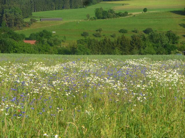 Kamille und Kornblumen