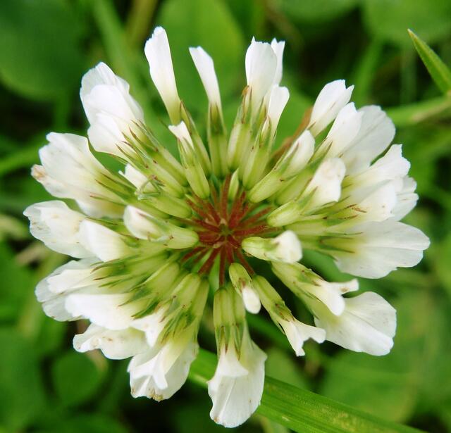 Kleeblüte mal anders gesehen