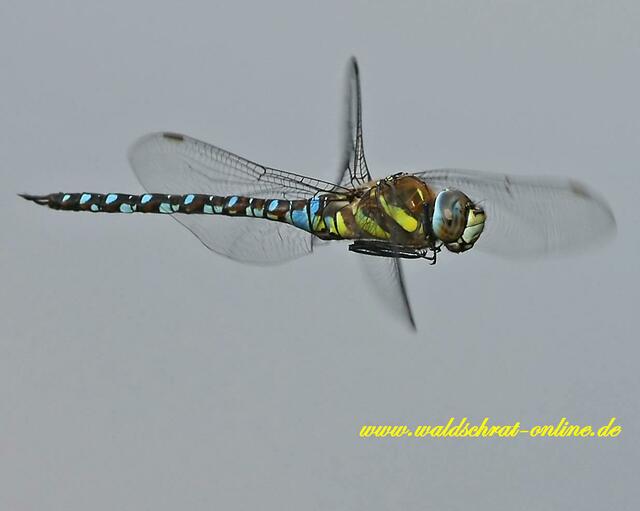 Herbst - Mosaikjungfer (Aeshna mixta)  auf Jagdflug!