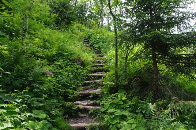 Romantischer Weg durch den lichten Wald