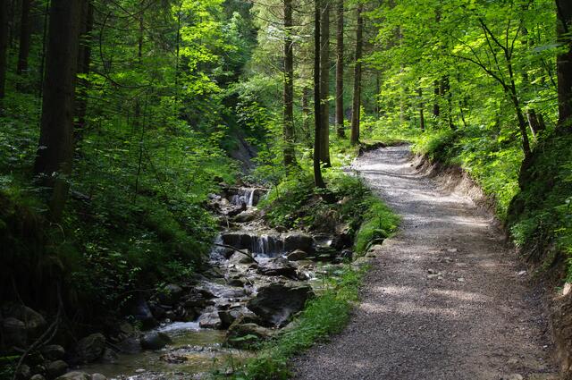 Ein breiter Weg führt dem Bergbach entlang