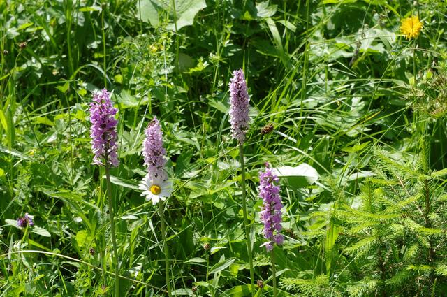 Knabenkraut (Orchideenart; geschützt) und Gänseblümchen