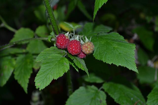 saftige Waldfrucht
