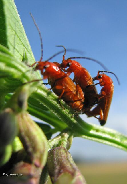 Ups, war etwas mit der Kamera abgeschweift. :-)))