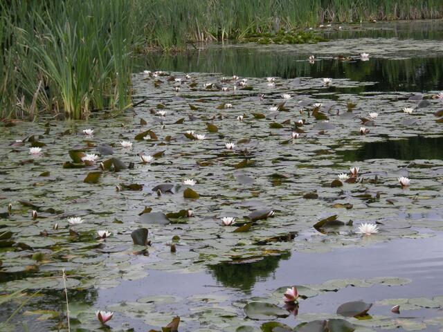 Hohnhorst-Regenrückhaltebecken.
