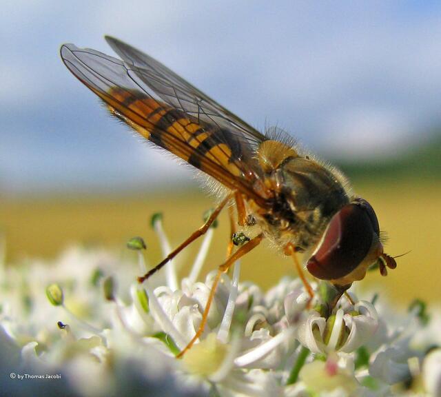 Eine Hain-Schwebfliege in der Abendsonne.