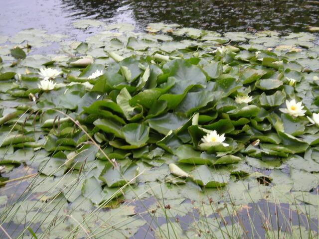 Gelbe Seerosen.