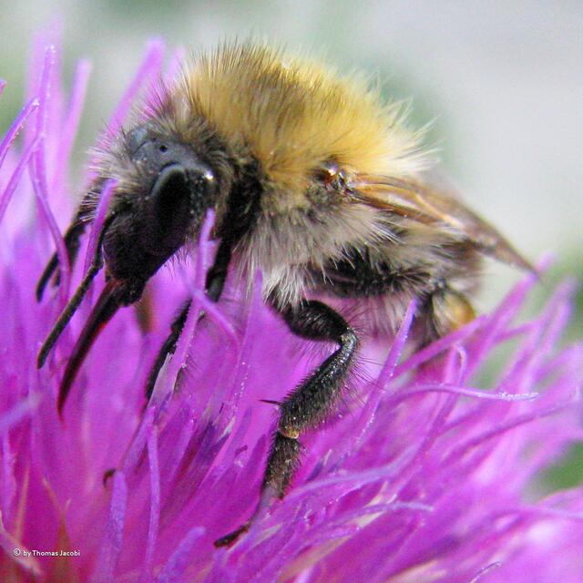 Diese Ackerhummel sieht was. :-))