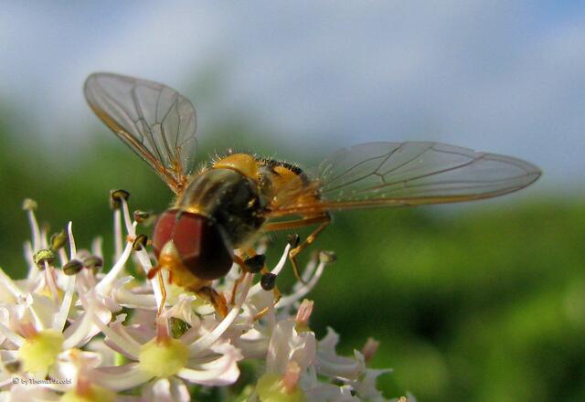 Nicht nur große Augen hat sie, sondern auch Flügel. :-))