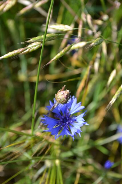 blaue Schönheit