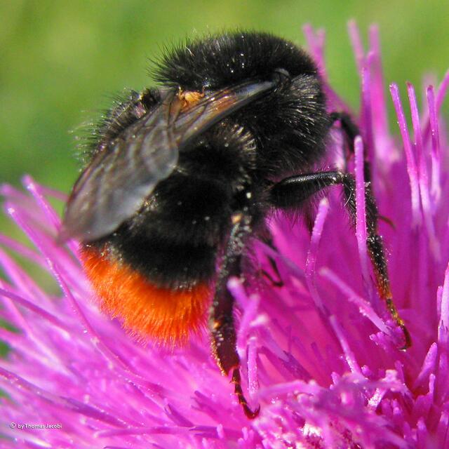 Dafür scheint diese Steinhummel keine Augen zu haben. :-)