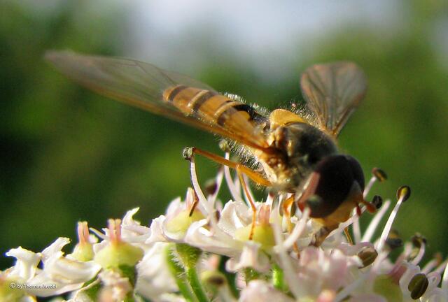 Wieder zurück zu den großen Augen...