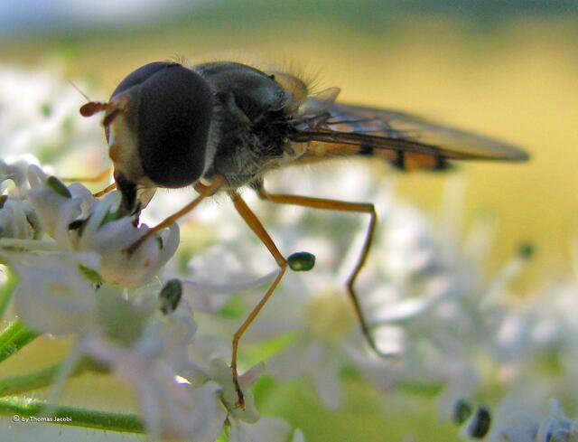 Falls die mal eine Brille brauchen sollte,...
