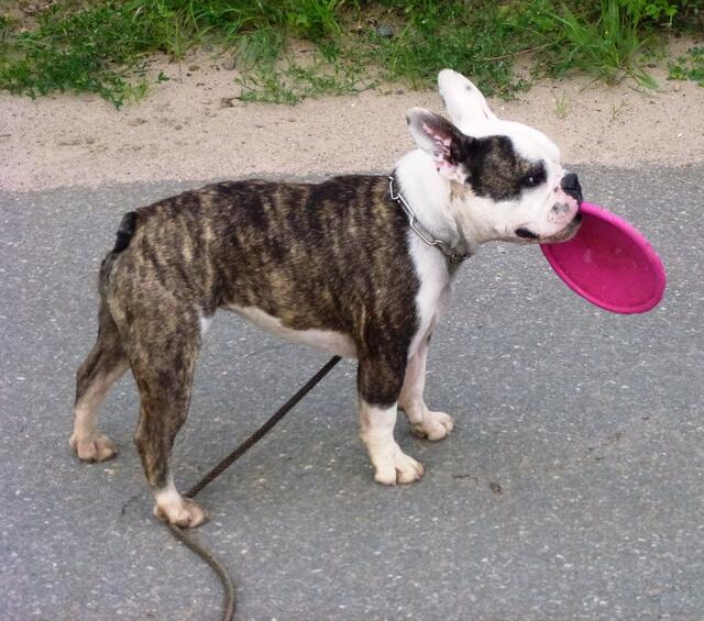 Pippa und ihr Lieblingsspielzeug