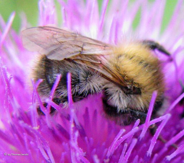 Aber auch sie muss ganz nah ran, um es zu erkennen. :-)))