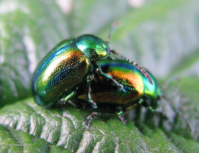 Nee, das sind keine Schwebfliegen. :-)))