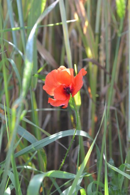 Mohnblume im Sonnenlicht