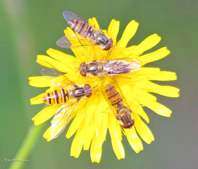 Die haben alle so große Augen, diese Schwebfliegen.