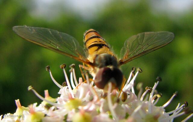...der Hain-Schwebfliegen. :-))