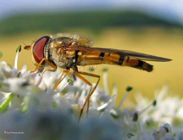 ...dann wird's knapp mit den Bügeln. :-)))