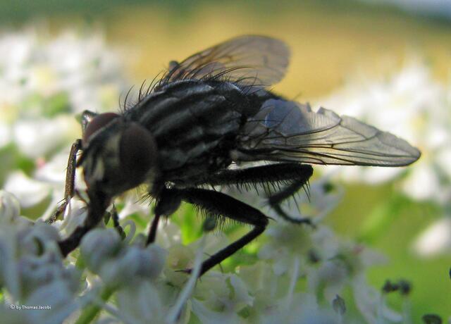 Diese Fleischfliege scheint besser sehen zu können. :-)