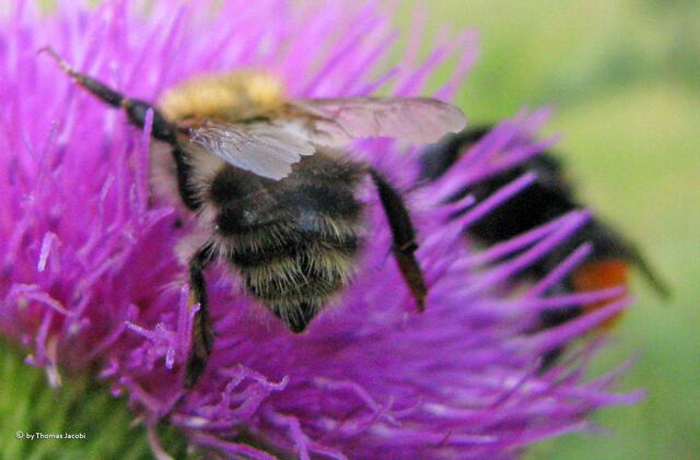 Na gut, hinten hat wohl niemand Augen. :-))