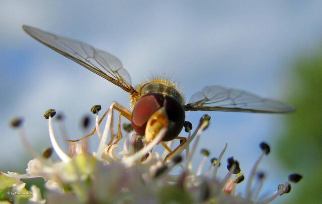 So klein wie sie ist, so gefährlich sieht sie aus. :-))