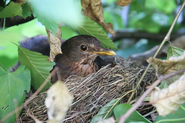 Mama Amsel am 23.07.