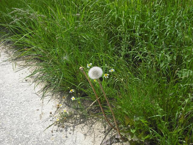 Pusteblume