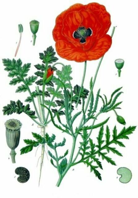Der Klatschmohn (Papaver rhoeas), auch Mohnblume oder Klatschrose genannt. Illustration aus Koehler's Medicinal-Plants 1887. Die großen, radiärsymmetrischen, zwittrigen Blüten sind vierzählig. (wikipedia); ... mutiert