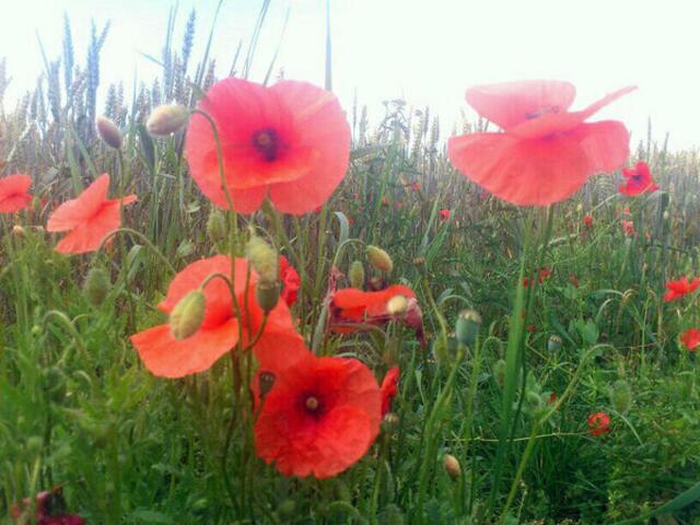 Klatschmohn (Papaver rhoeas), Mohnblume,verbreitet in Getreidefeldern (Kulturfolger). FOTOKUNST ahmt nach; KEINe „STIL“-KUNST (Erkenntniskunst) – siehe GOETHE Rangfolge/Kriterien Kunst. wh foto.