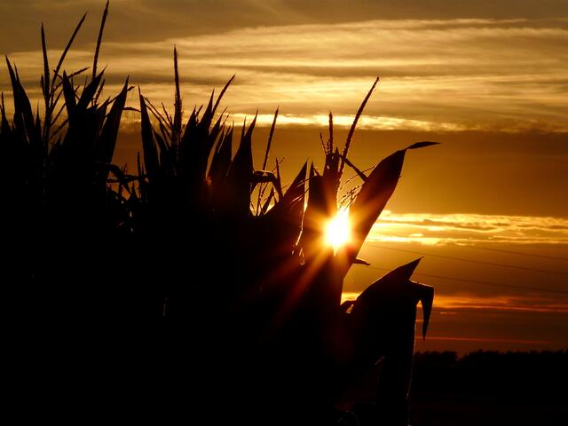 Die Abendsonne blinzelt durch den Mais.