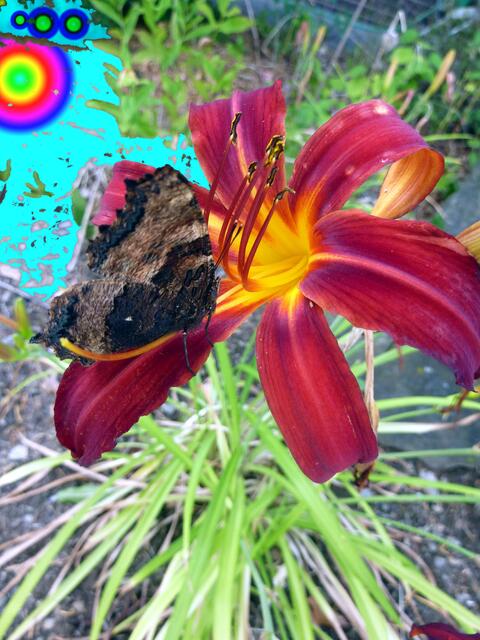 Nodisage: POR liebte 6-zählige SYMMETRIE (360 Grad : 6 = 60 Grad Winkel) - BLUMEN eher als Tiere ... (bild mit schmetterling) - werner hahn