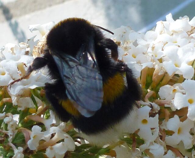 Moppelchen ist auch unterwegs ;-)