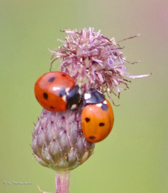 Die hingegen nicht. :-))