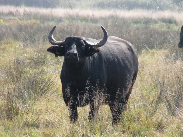 Ein Flair fast wie in Afrika oder Indien.