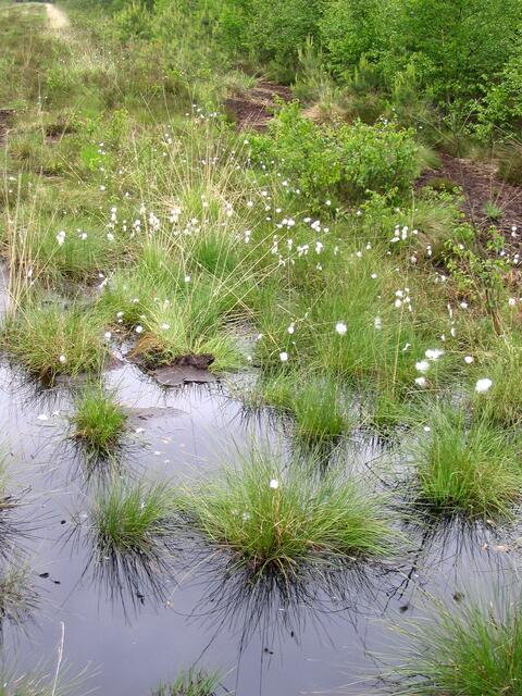 Von Steinhude gelangen wir durch Feld- und Wiesenlandschaft ins Moor hinein.
