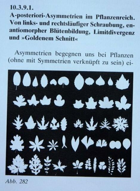 Vergl. Primitiv-KELLY-malerei mit: Fig. 282 aus Werner Hahn: Symmetrie als Entwicklungsprinzip in Natur und Kunst. PO RUNGE nutzte Schwerenschnitte – Werner Hahn nutzte Photogramme; um EVOLUTION zu erörtern ..