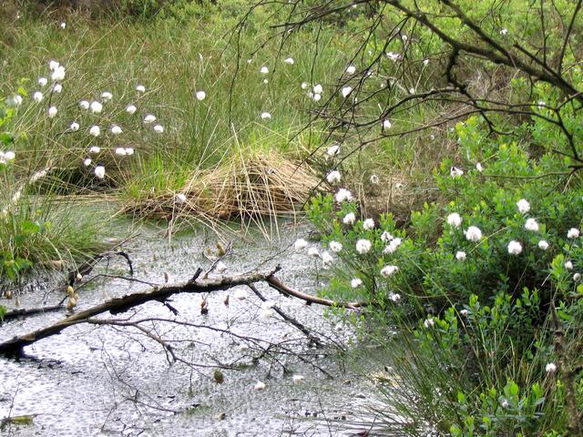 Das Tote Moor hat etwa dieselbe Fläche wie das Steinhuder Meer. Dieser Bereich östlich des Sees bleibt sich selbst überlassen.