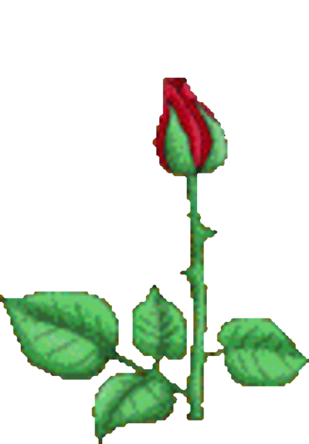 ROSE BLÜHEN für KUNST-Freiheit - gegen WILLKÜR. PRO KULTURelle EVOLUTION - ENR (Evolutionäre Romantik - googeln ...)