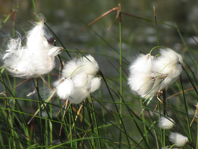 Das Wollgras mit seinen schönen Blüten ist die typische Moorpflanze.