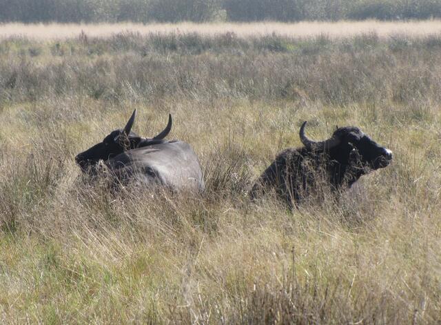 Hier fühlen sich die Wasserbüffel wohl. 80 sollen es an der Zahl sein. Zählen können wir immerhin die Hälfte davon.