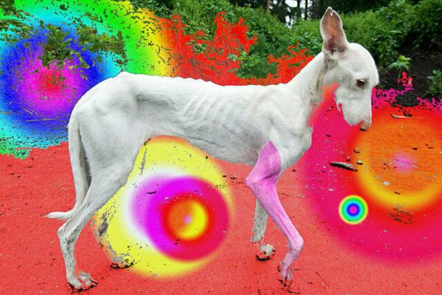 Tiere documenta - Beispiel DOGumenta 13 der CCB. BODE hätte KEINE TIERE zu KUNST erklärt; anders NICHT-Künstlerin CCB ...staatsgeförderte sog. (nicht entartete! wie bei NAZis) "Kunst".