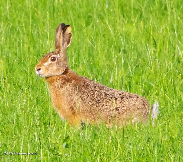 Der zweite Hase schaute ihm hinterher.