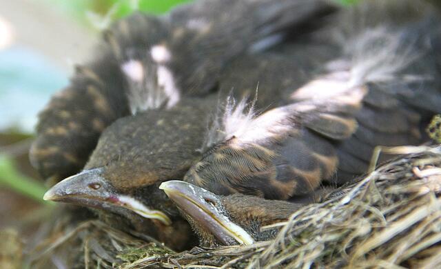 30.07. heute morgen waren nur noch zwei Kücken im Nest und zwei schreien im Kirschbaum nach Futter